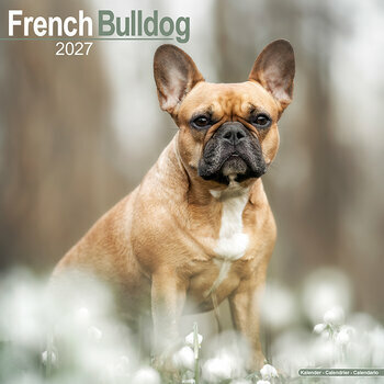 Calendrier 2027 Bouledogue Fran&ccedil;ais