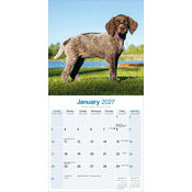 Calendrier 2027 Braque Allemand Calendrier papier 2027 Braque allemand