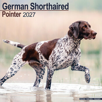 Calendrier 2027 Braque Allemand