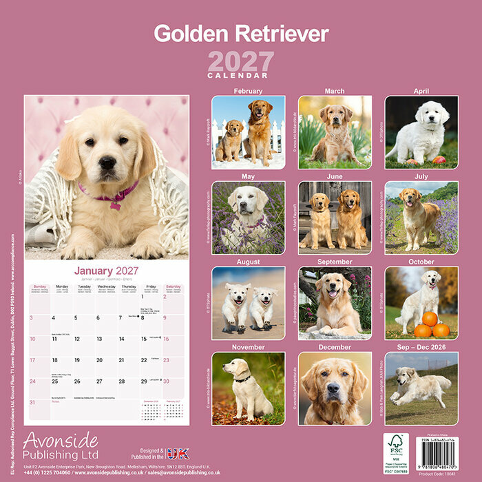 Calendrier 2027 Golden Retriever Calendrier 2027 Golden retriever