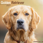 Calendrier 2027 Golden Retriever Calendrier Mural 2027 Golden retriever