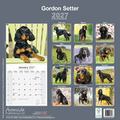 Calendrier papier 2027 Setter irlandais