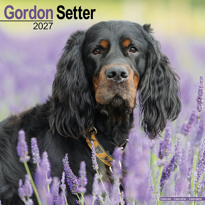 Calendrier Mural 2027 Setter gordon