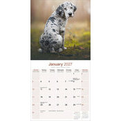 Calendrier 2027 Dogue Allemand Calendrier 2027 Dogue Allemand