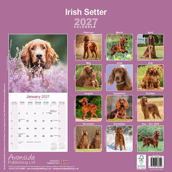 Calendrier 2027 Setter Irlandais