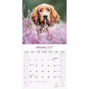 Calendrier 2027 Setter Irlandais Calendrier Mural 2027 Setter