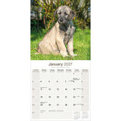 Calendrier papier 2027 Irish Wolfhound