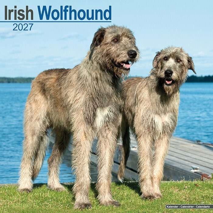 Calendrier Mural 2027 Irish Wolfhound