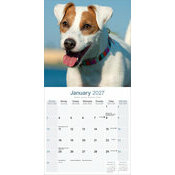 Calendrier 2027 Jack Russell Terrier Calendrier papier 2027 Jack Russell