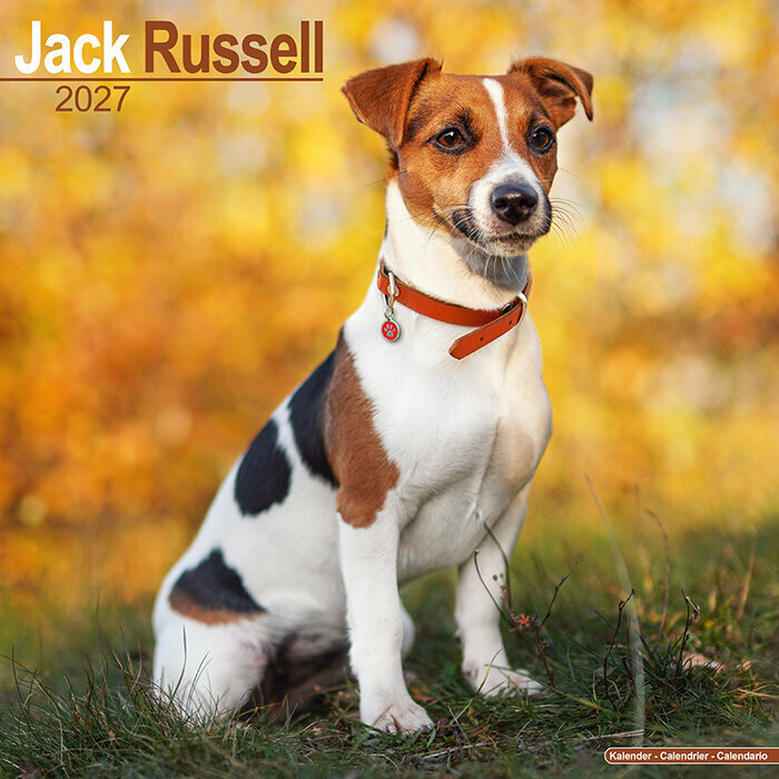 Calendrier 2027 Jack Russell Terrier Calendrier Mural 2027 Jack Russell