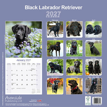 Calendrier 2027 Labrador Noir