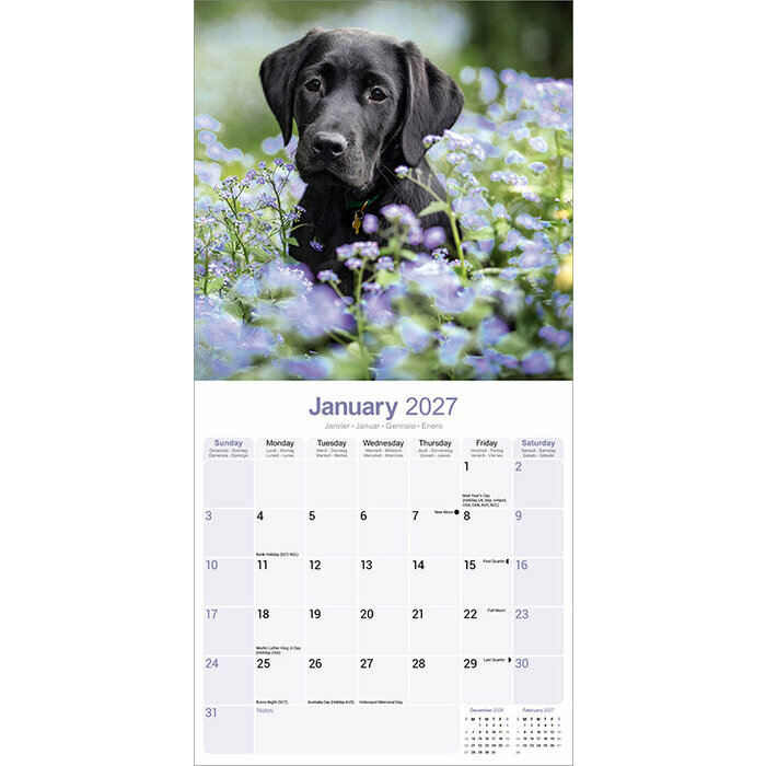 Calendrier 2027 Labrador Noir Calendrier 2027 Labrador Noir