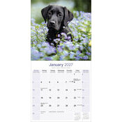 Calendrier 2027 Labrador Noir Calendrier 2027 Labrador Noir