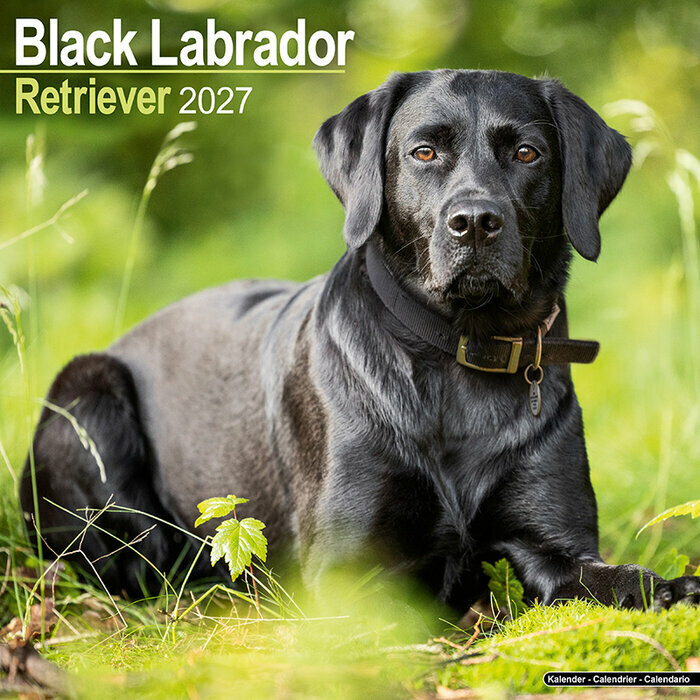 Calendrier 2027 Labrador Noir Calendrier Mural 2027 Labrador Noir