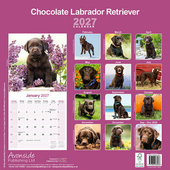 Calendrier 2027 Labrador Retriever Chocolat