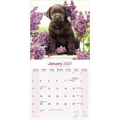 Calendrier 2027 Labrador Retriever Chocolat Calendrier 2027 Labrador Chocolat