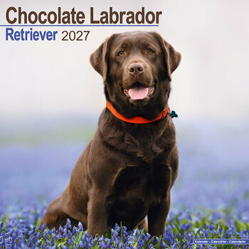 Calendrier 2027 Labrador Retriever Chocolat