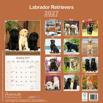 Calendrier 2027 Labrador Retriever 