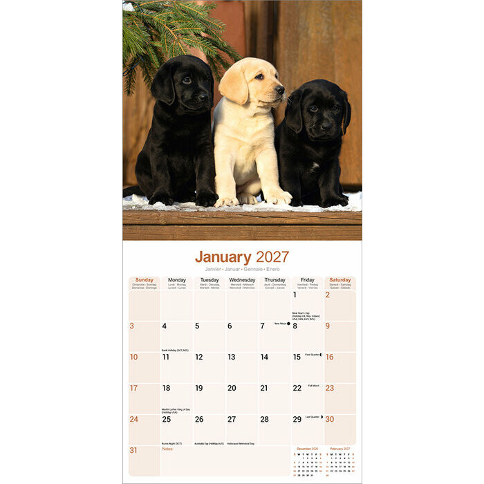 Calendrier papier 2027 Labrador couleurs