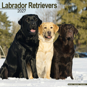 Calendrier 2027 Labrador Retriever 