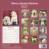Calendrier 2027 Labrador Retriever Sable Calendrier 2027 Labrador Sable