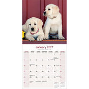 Calendrier 2027 Labrador Retriever Sable Calendrier papier 2027 Labrador Sable