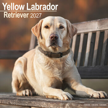 Calendrier 2027 Labrador Retriever Sable