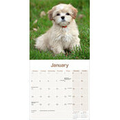 Calendrier 2027 Lhassa Apso Calendrier papier 2027 Lhassa Apso