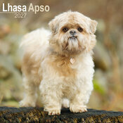 Calendrier 2027 Lhassa Apso Calendrier Mural 2027 Lhassa Apso