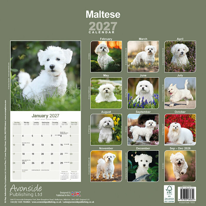 Calendrier 2027 Bichon Maltais Calendrier 2027 Bichon Maltais