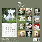 Calendrier 2027 Bichon Maltais Calendrier 2027 Bichon Maltais