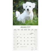 Calendrier 2027 Bichon Maltais Calendrier papier 2027 Bichon Maltais