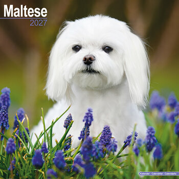 Calendrier 2027 Bichon Maltais