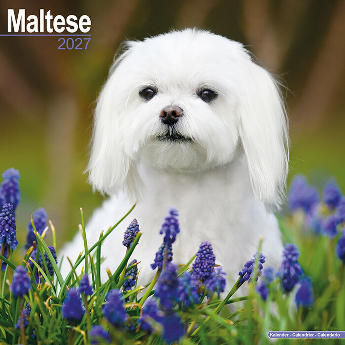 Calendrier 2027 Bichon Maltais Calendrier Mural 2027 Bichon Maltais