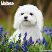 Calendrier 2027 Bichon Maltais Calendrier Mural 2027 Bichon Maltais