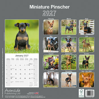 Calendrier 2027 Pinscher Nain