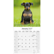 Calendrier 2027 Pinscher Nain Calendrier papier 2027 Pinscher Nain