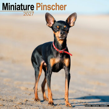 Calendrier 2027 Pinscher Nain
