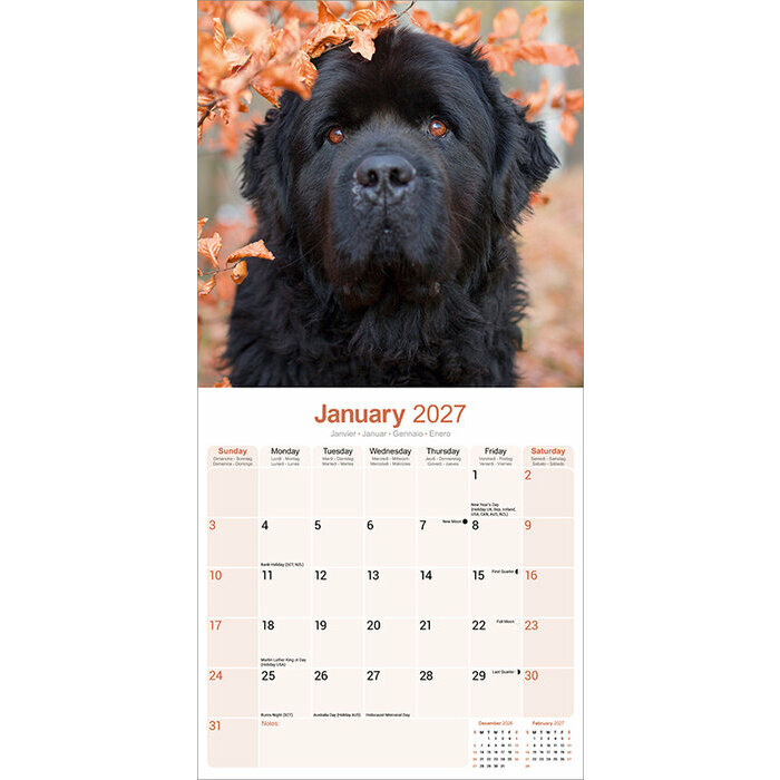 Calendrier 2027 Terre Neuve Calendrier Mural 2027 chien Terre neuve