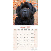 Calendrier 2027 Terre Neuve Calendrier Mural 2027 chien Terre neuve
