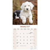 Calendrier 2027 Bobtail