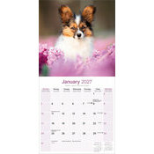 Calendrier 2027 Epagneul Papillon