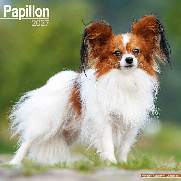 Calendrier Mural 2027 Epagneul Papillon