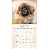 Calendrier 2027 Pékinois Calendrier chien 2027 Pekinois