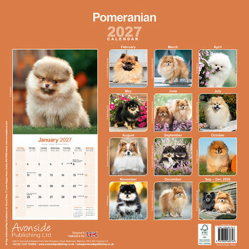 Calendrier 2027 Spitz Nain