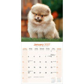 Calendrier Papier 2027 Spitz Nain