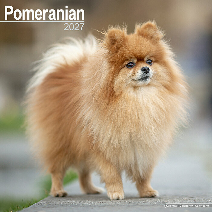 Calendrier Mural 2027 Spitz Nain