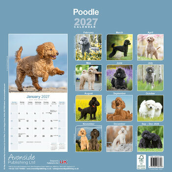 Calendrier 2027 Caniche