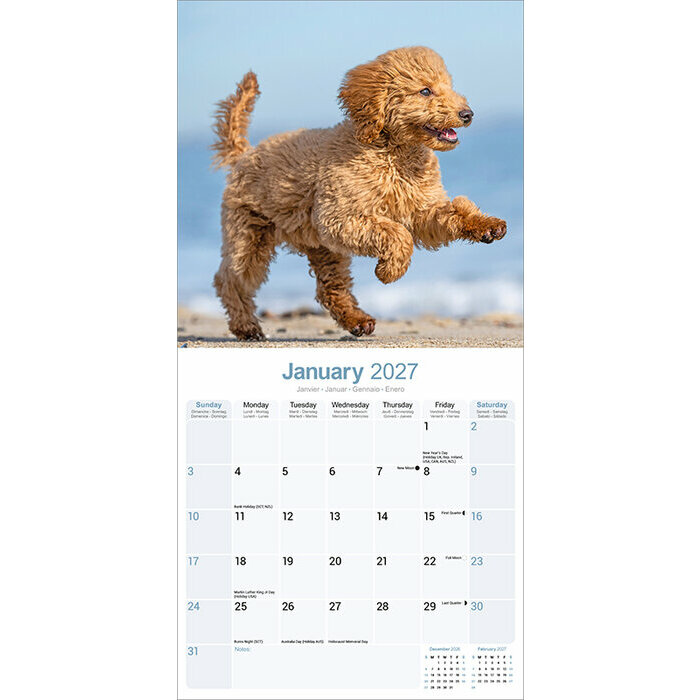 Calendrier 2027 Caniche Calendrier 2027 Caniche
