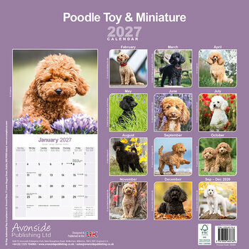 Calendrier 2027 Caniche Toy et Nain